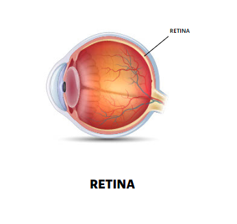 Retina Conditions Tallahassee, What is the Retina?